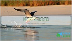 black skimmer