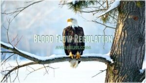 blood flow regulation