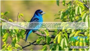 blue grosbeak