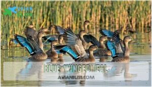 blue-winged teal