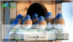 bluebird residential patterns