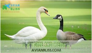 body size and weight