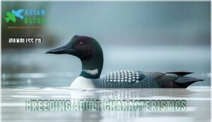 breeding adult characteristics