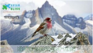brown-capped rosy-finch