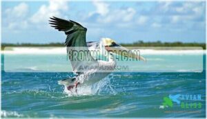 brown pelican