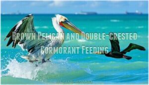 brown pelican and double-crested cormorant feeding