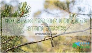 buff breasted flycatcher