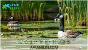 cackling goose behavior
