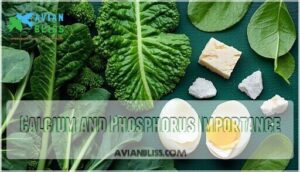calcium and phosphorus importance