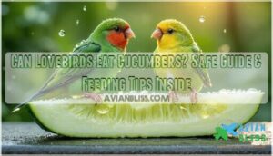 can lovebirds eat cucumbers