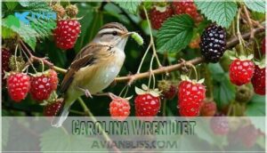 carolina wren diet