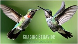 chasing behavior