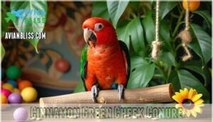 cinnamon green cheek conure
