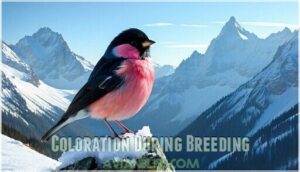 coloration during breeding