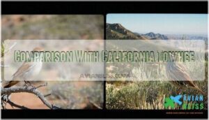 comparison with california towhee