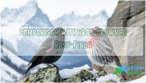 comparison with gray-crowned rosy-finch
