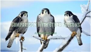 comparison with other falcons