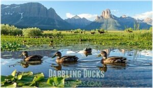 dabbling ducks