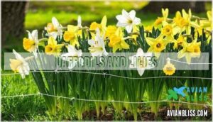 daffodils and lilies