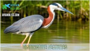 distinctive features