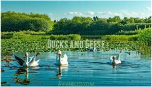 ducks and geese