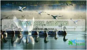 ducks, geese, and swans