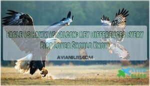 eagle vs hawk vs falcon