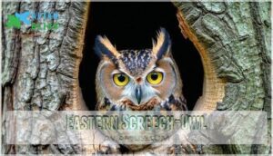eastern screech-owl
