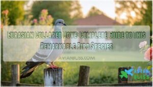 eurasian collared dove