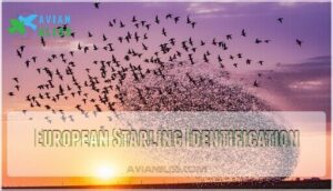 european starling identification
