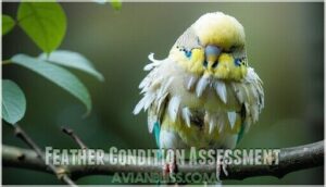 feather condition assessment feather condition assessment