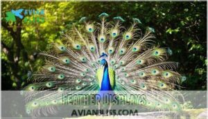 feather displays feather displays