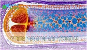 feather formation and structure feather formation and structure