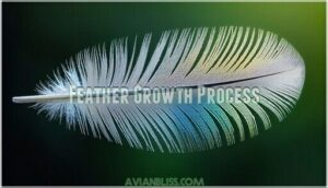 feather growth process
