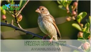 female house finch