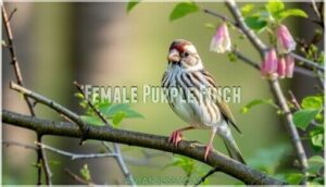 female purple finch