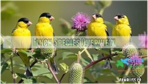 finch species overview