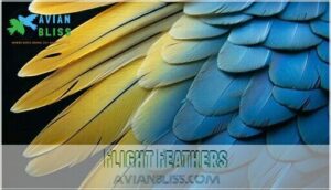 flight feathers flight feathers