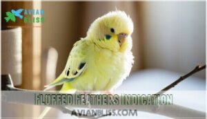 fluffed feathers indication