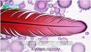 follicle growth process follicle growth process