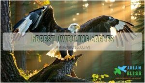 forest dwelling eagles