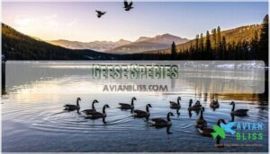 geese species