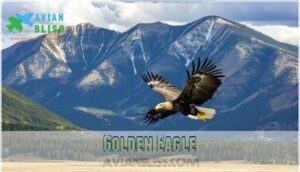 golden eagle