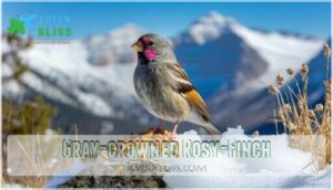 gray-crowned rosy-finch