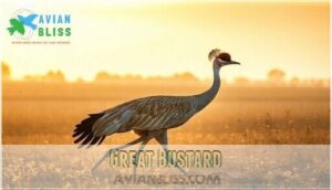 great bustard great bustard