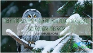 great gray owl