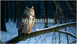 great horned owl