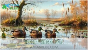 green-winged teal