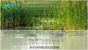 green-winged teal and blue-winged teal breeding
