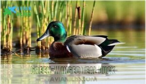 green-winged teal duck